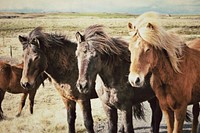 Icelandic horses, nature image. Free public domain CC0 photo.