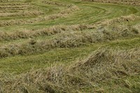 Hay field. Free public domain CC0 photo.