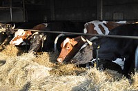 Cow, cattle, livestock animal, agriculture image. Free public domain CC0 photo.