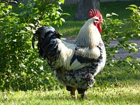 Gockel chicken. Free public domain CC0 photo.