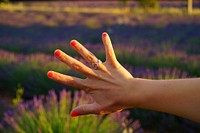 Hand at lavender field, close up. Free public domain CC0 photo.