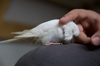 Small white parakeet bird. Free public domain CC0 image.