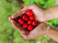 Fresh red cherries in person's hand. Free public domain CC0 image.