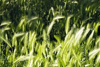 Close up green grass. Free public domain CC0 photo.