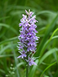 Spotted orchid background. Free public domain CC0 photo.