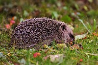 Cute hedgehog, animal image. Free public domain CC0 photo.