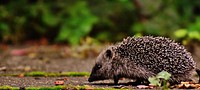 Cute hedgehog, animal image. Free public domain CC0 photo.