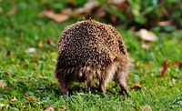 Hedgehog. Free public domain CC0 image.