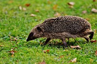 Cute hedgehog, animal image. Free public domain CC0 photo.