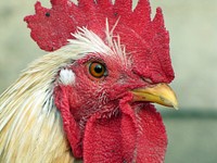 Rooster, poutry industry. Free public domain CC0 photo.