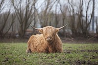 Nature cow & bull in the nature. Free public domain CC0 photo