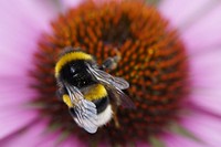 Bee on flower. Free public domain CC0 photo.