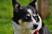 Black & white dog close up face. Free public domain CC0 photo.