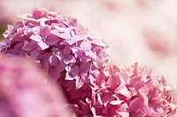 Pink hydrangea background. Free public domain CC0 photo.