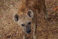 Hyena photo. Free public domain CC0 photo.