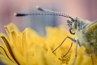 Butterfly on flower. Free public domain CC0 photo.