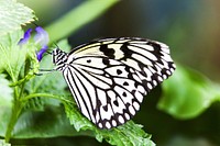 Butterfly on flower. Free public domain CC0 photo.