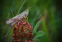 Grasshopper photo. Free public domain CC0 image.