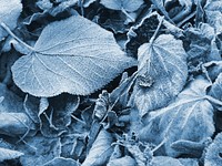 Closeup on frost covered leaves. Free public domain CC0 image. 