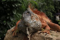 Iguana lizard. Free public domain CC0 image.