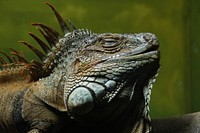 Iguana lizard. Free public domain CC0 image.