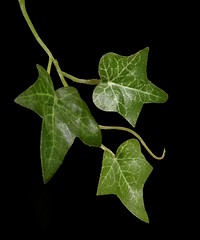 Ivy leaf. Free public domain CC0 image.