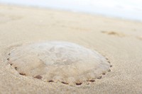 Jelly fish on sandy beach. Free public domain CC0 photo.