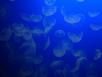 Beautiful bright floating jellyfishes. Free public domain CC0 image.