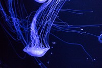 Bright jellyfish floating alone. Free public domain CC0 photo.