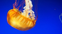 Bright jellyfish floating alone. Free public domain CC0 photo.