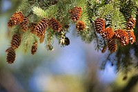 Free conifer cones image, public domain botanical CC0 photo.