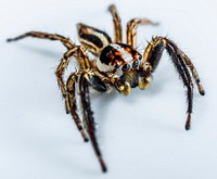 Spider on white, animal photography. Free public domain CC0 image.