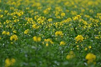 Meadow in a country side. Free public domain CC0 photo