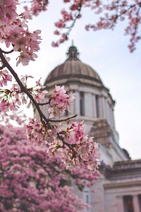 Free cherry blossom at capitol building, Washington D.C. photo, public domain building CC0 image.
