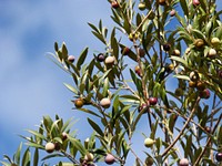 Olives growing on tree. Free public domain CC0 image. 