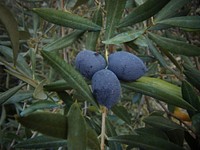 Black olives growing on tree. Free public domain CC0 image.