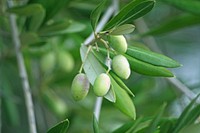 Green olives growing on tree. Free public domain CC0 image.