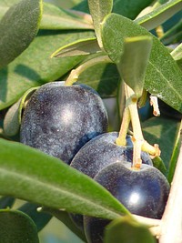 Plum fruit growing on tree. Free public domain CC0 image. 