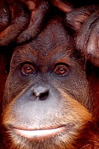 Close up monkey face. Free public domain CC0 photo