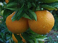 Fresh oranges on tree. Free public domain CC0 photo.