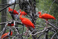 Group of Scarlet ibis birds. Free public domain CC0 photo.