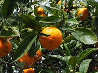 Fresh oranges on tree. Free public domain CC0 photo.