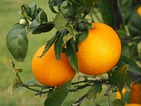 Fresh oranges on tree. Free public domain CC0 photo.