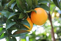 Fresh oranges on tree. Free public domain CC0 photo.