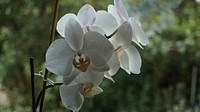 Moth orchid desktop wallpaper. Free public domain CC0 image.