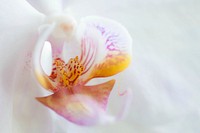 Moth orchid background. Free public domain CC0 photo.