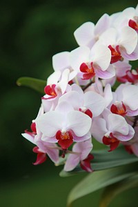 Moth orchid background. Free public domain CC0 image.