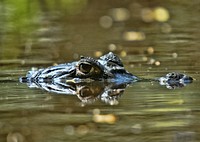 Crocodile surfacing on the water. Free public domain CC0 photo.