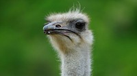 Ostrich. Free public domain CC0 image.