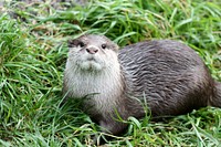 Otter. Free public domain CC0 photo.